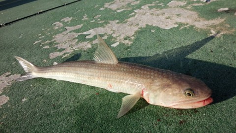 d3j8nh32uyuynoufacjc_920_518-bb381879.jpg