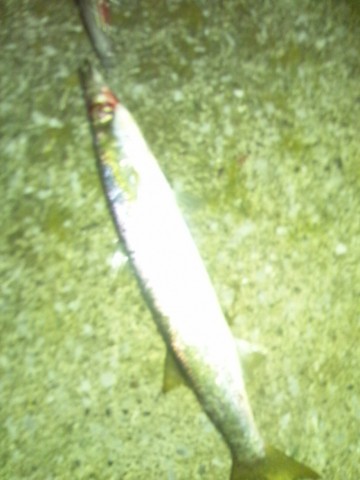 d4jzz94y2xkfvpgkknap_480_480-2663b527.jpg
