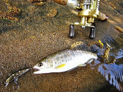 d54v6zkf7cj65cn4orgz-0e2f0979.jpg