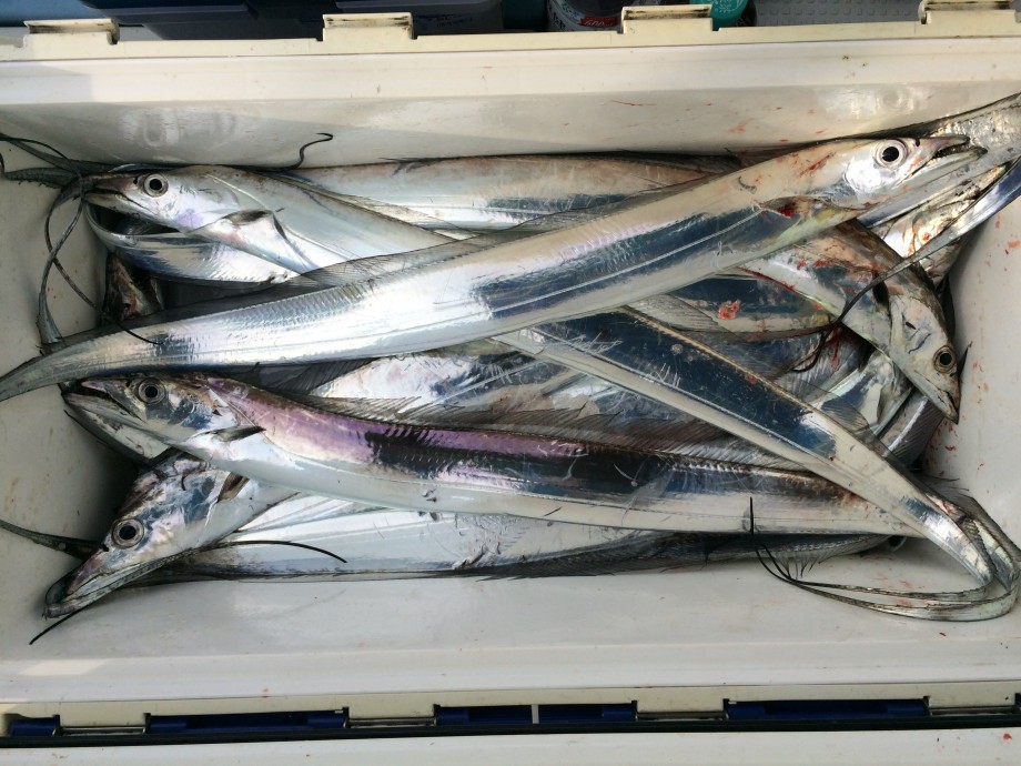 原付の男 汎用性を重視した松山沖サーベリング太刀魚ジギングのしかけ 原付の男 汎用性を重視した松山沖サーベリング太刀魚ジギングのしかけ