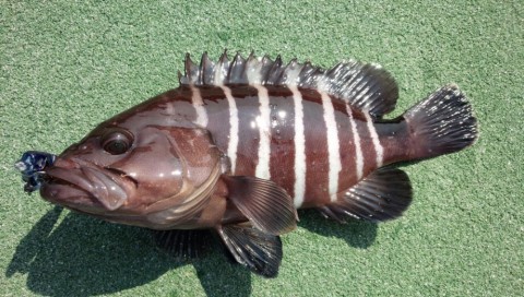 d6capmuh9zibtu6pvj56_920_521-e780458c.jpg