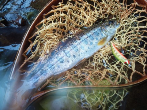 d7u3696opzgvkskczwz4_480_480-32864a7f.jpg