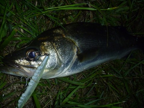 d7z44pttvgufzepgnrvg_480_480-306635c7.jpg