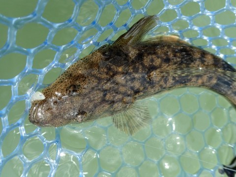 d8fyunetj55zpkcujyos_480_480-ae905c80.jpg