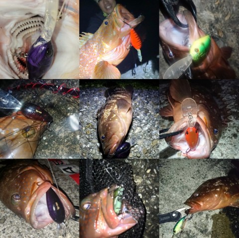 d8xc5m732npaipht66kn_480_480-cd39ed49.jpg