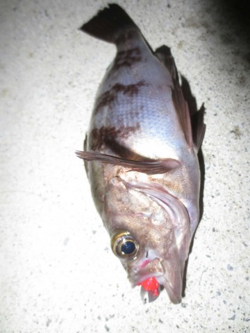 d96att9grtktg9oi53kg_480_480-86f08a8e.jpg