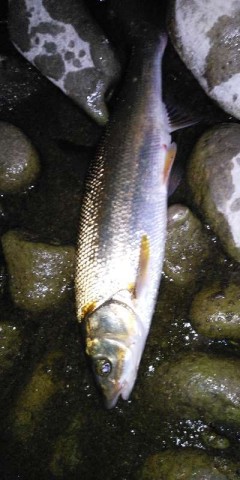 d9pz2ezc79ixw45m6ryh_480_480-c028737c.jpg