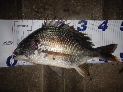 d9y5rix49fin9mbgr65y_480_480-ec57e696.jpg