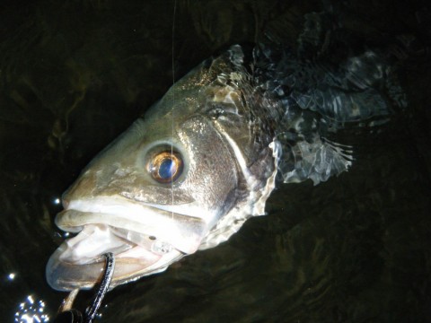 da6uomaxzoza8vzgba2b_480_480-26f45565.jpg