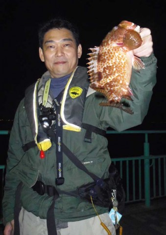 アコウ 32センチ