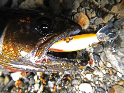 ddbryhf42oozj73kg8ku_480_480-2ed7ef2b.jpg