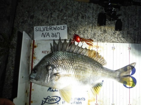 de6bbs7vz4oaz85zvi6v_480_480-108435ea.jpg