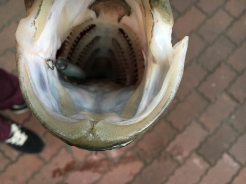 dei3hzefb45zw35dptd9_920_690-2a211061.jpg