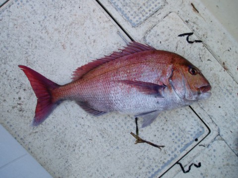 deiu6zaw4gnh6e8derj7_480_480-860f701f.jpg