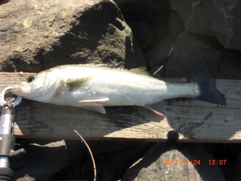 destbatpto6yy6tjddrf_480_480-32df579f.jpg