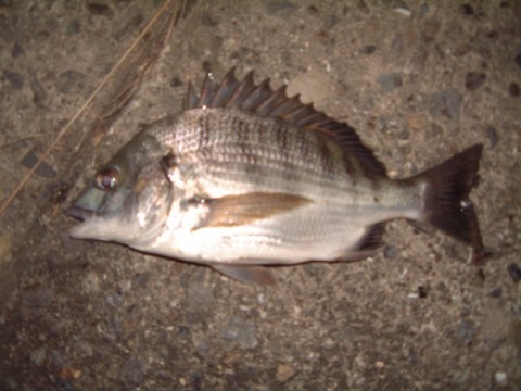 dezUm2TJBgWDJQuGs3MN_480_480-53c7827f.jpg