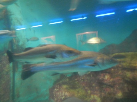 dftgr3w9ioj87tzwyae4_480_480-094d608b.jpg