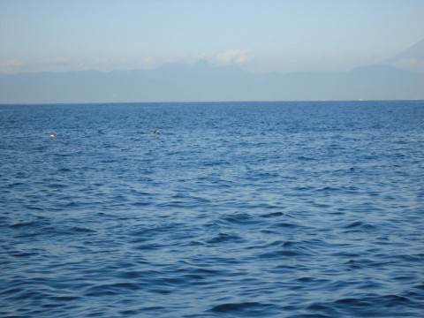 dg69xy2thxjxp23yve8c_480_480-ac9813f3.jpg
