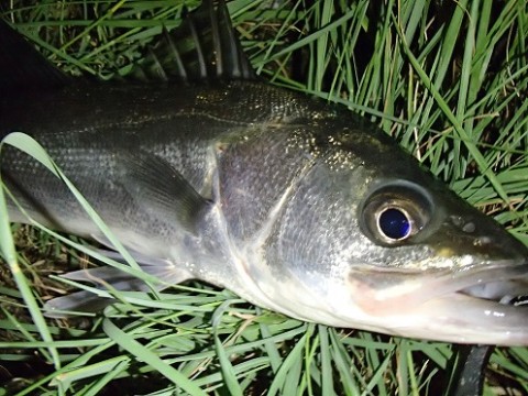 dgmjxvxjgj6yzfsr8opt_480_480-3fb07565.jpg