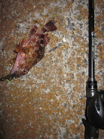 dgsypyukd9nj5hki3eod_480_480-bb9d03a1.jpg