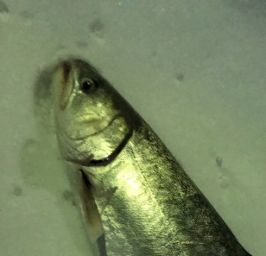 dhahtuswm7gups348jh8_416_400-b419ed49.jpg