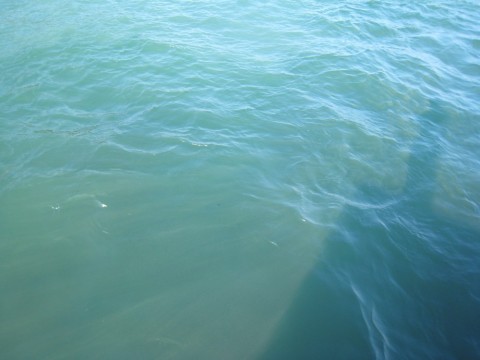 dhyd77n8hytyfxdsn7wd_480_480-36654a3f.jpg
