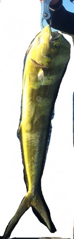 diprj2aw4og24cgmhp6d_480_480-1b5e0c82.jpg