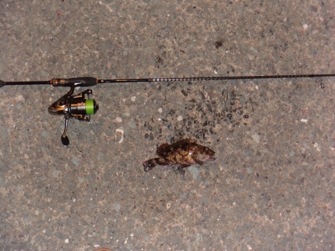 disvdmuxw22jdi9bm53j_480_480-0a0df90f.jpg