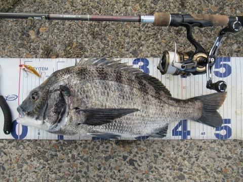 djg72nk8fa3br22ey2tj_480_480-0ea3bf12.jpg