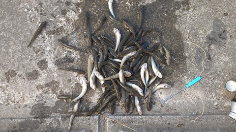 兄と叔父の分いり