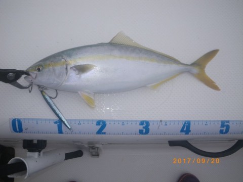 djtu763fkkugojuvuje4_480_480-ea09ddcd.jpg