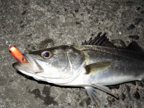 dk4489i36duricymawtr_480_360-45c328e8.jpg