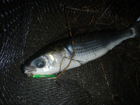 dk4iibwts6eb8obvor4d_480_480-4c1bfcac.jpg