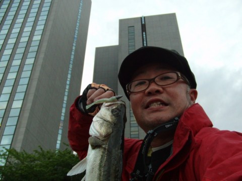 dkbcm75v27knp5srsy8e_480_480-22d62ad5.jpg