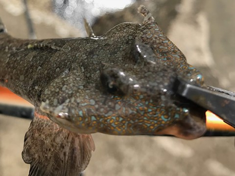 dkrtdgfnkxhnge5xxfek_480_480-6589c30e.jpg