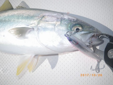 dkzfsmcduifbfauj8per_480_480-7d70313d.jpg
