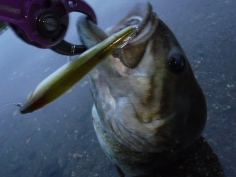 dm6t7sgir6xxjvbog8bu_480_480-2004d823.jpg