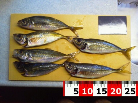 dmi33cmeixm6uys994ry_480_480-c08ff6db.jpg