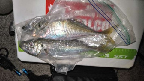 dnohobppk8iuufd65zw5_480_480-215eb2b2.jpg