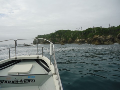 dnsrmg78sob24wc333e9_480_480-dd2ceae7.jpg