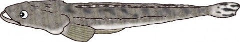 doexfze2ty76zs4dsfyf_480_480-2991f5b5.jpg