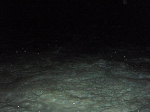 dogfjc73hu4jxym96m8d_480_480-38500b7b.jpg