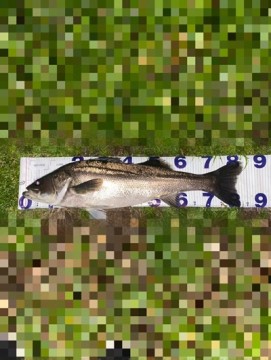 don6bb8uu4cxk38728m8_361_480-d15ac2b9.jpg