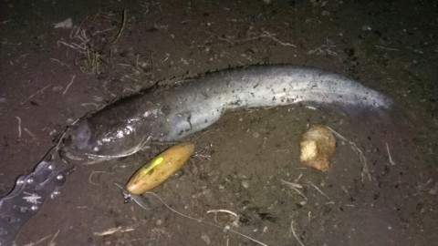 dorca2ipa6mmf7tdyyn7_920_518-fb0d9ef3.jpg