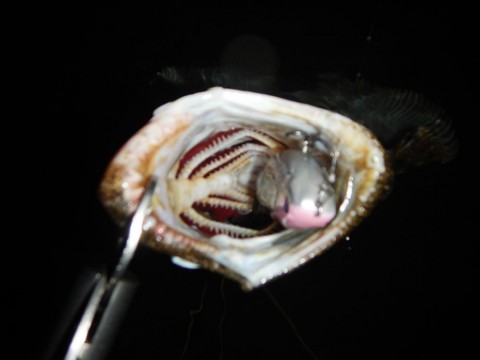 dowctrjdbnrw9692mn4h_480_480-33ccd76a.jpg