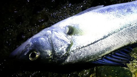 dp46xygd3ahm26skajps_920_518-585d0aca.jpg