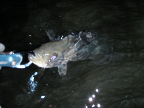 dp66bfcjgkuh93ypvnec_480_480-dfe32764.jpg