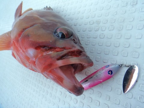 dr92mvifz798yhajfrr6_480_480-90bf83fc.jpg