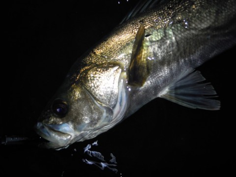 drek5d485t9csapbfimj_480_480-c22de0ae.jpg