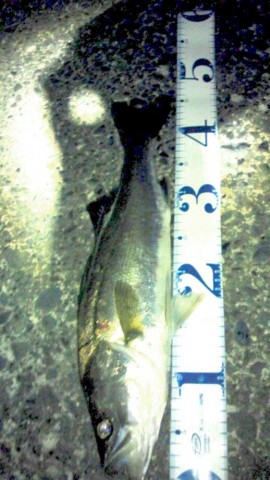 drgbtjr55g3k7d48v2sj_518_920-7fd3ea8c.jpg